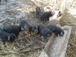 Schweinezucht zur Einkommensverbesserung